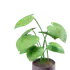 Для дома